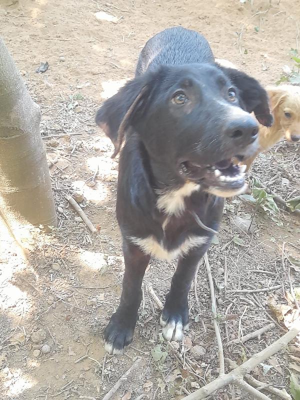 🌟🌟“Dolce, giovane e compatibile con tutti: Zeus cerca casa!” Foto 4